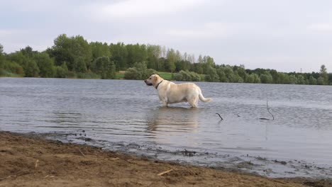 labrador dog in standing in a lake wide panning shot