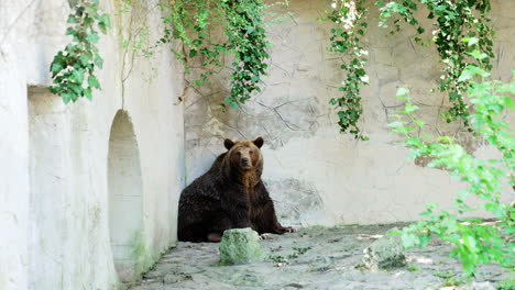 bear chilling in calm nature. a brown bear sits peacefully against a wall, surrounded by greenery, enjoying a quiet moment in its habitat