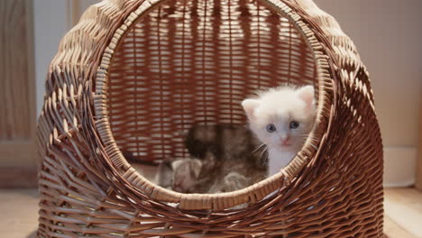 Cute-white-furry-kitten-guards-entrance-to-wicker-basket,-cat-lover