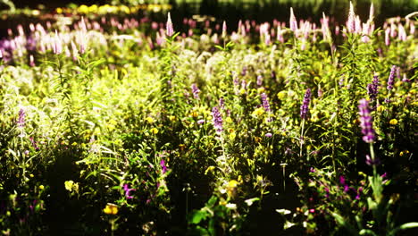 Wildwiese-Mit-Blühenden-Wildblumen-Im-Sanften-Frühen-Morgen--Oder-Sonnenuntergangssonnenlicht