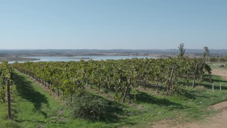 Panorámica-Sobre-Las-Hileras-De-Viñedos-De-Monsaraz-Junto-A-Las-Aguas-Azules