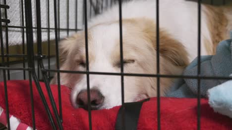 cute dog in cage sleeping