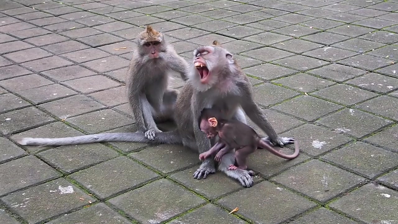 Indonesia,Ubud, Monkey Forest. Mother monkey and her baby around her,trying to climb over her. Another young monkey behind the mother,looking around and scratching mother monkey's back than disappears