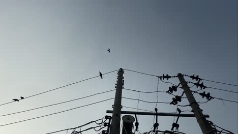 Cuervos-Sentados-En-Las-Líneas-Eléctricas-Aéreas-Conectadas-Al-Transformador-De-Potencia-Que-Está-En-El-Poste-De-Energía-Eléctrica