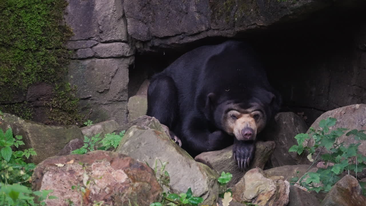 Sleeping massive bear in rocky cave, front view