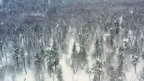 Beautiful-snow-scene-forest-in-winter.-Flying-over-of-pine-trees-covered-with-snow.