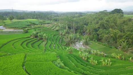 Drone-shot-of-green-terraced-rice-field-overgrown-by-green-paddy-plant-with-some-coconut-trees