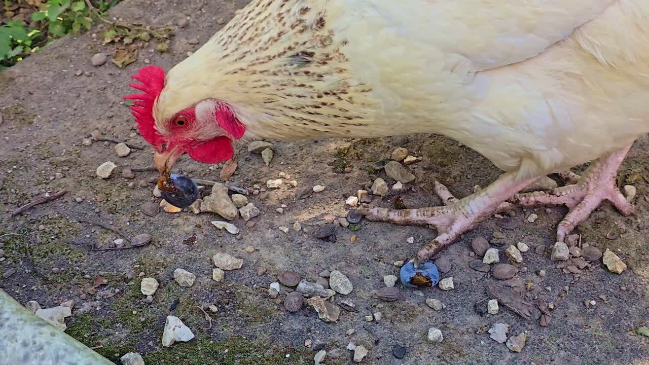 Seekor ayam betina memakan buah ara di tanah, lalu mengangkat kepalanya dan berjalan pergi