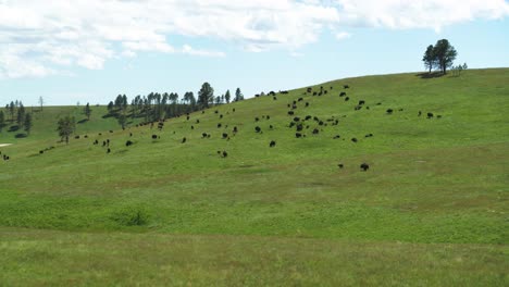 aerial, herd of buffalo grazing on a green grass hill