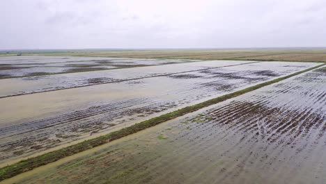 Aerial:-Big-open-flooded-rice-fields-with-tractor-tire-tracks,-Nickerie-Suriname