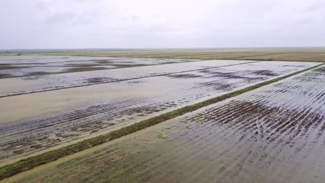 desde el aire: grandes campos de arroz inundados con huellas de neumáticos de tractor, nickerie suriname