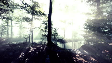 Leuchtender-Nebel-Im-Wald-Am-Abend