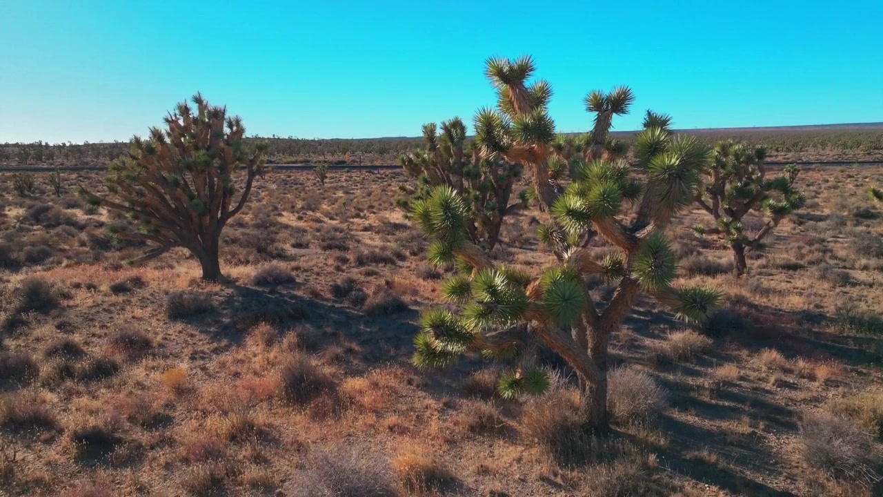 Yuccatræer landskab Joshua Tree National Park Californien luftdrone San Fernando County Mojave Colorado ørken Kelso Pinto Basin Dunes togskinner blå himmel solrig eftermiddag nedadgående panorering opadgående bevægelse.