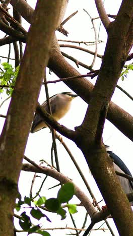 la garza se alza entre las ramas en vietnam