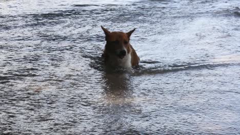 Streunende-Süße-Hunde-Spielen-Am-Strand