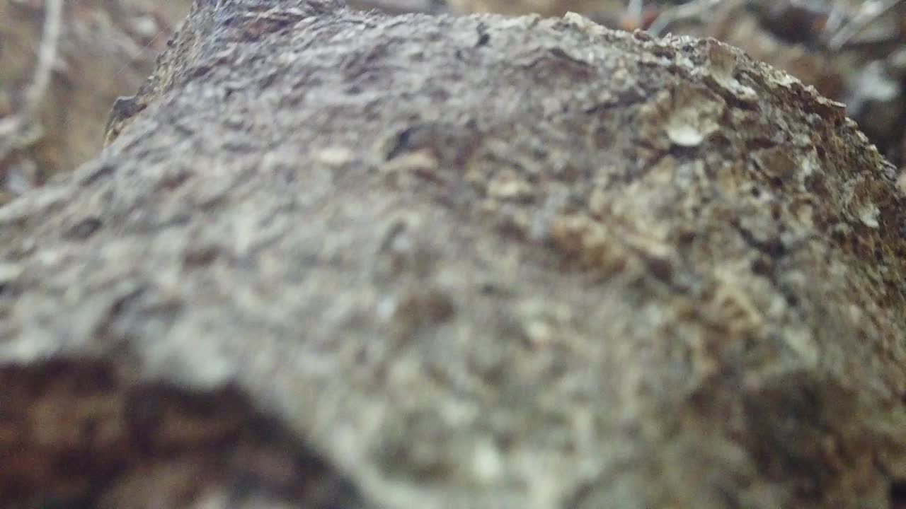 опавшие сухие осенние листья в лесу в осенний день