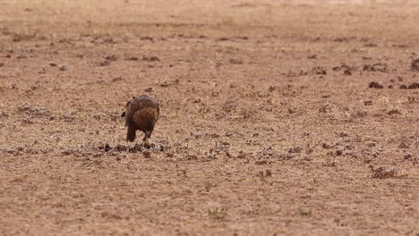 A-juvenile-bateleur-eagle-feeds-on-a-dry-piece-of-meat-in-the-Auob-river-bed-in-the-Kgalagadi-in-summer