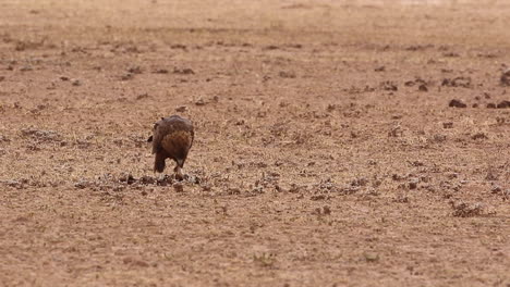 un águila bateleur juvenil se alimenta de un trozo de carne seca en el lecho del río auob en el kgalagadi en verano