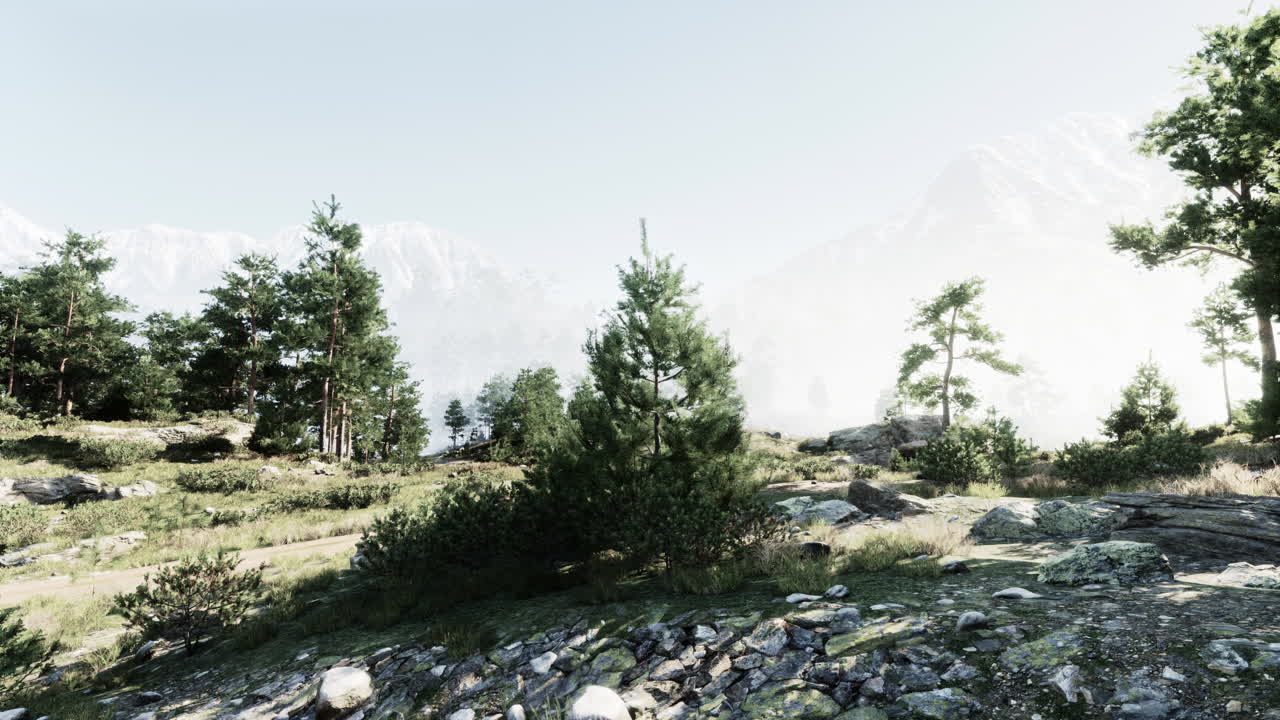 안개 와 소나무 가 있는 산림 풍경