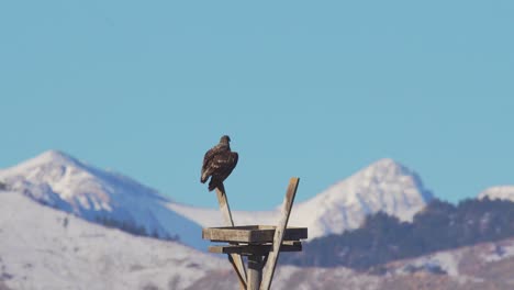 juvenile bald eagle perching on a pole and then taking off