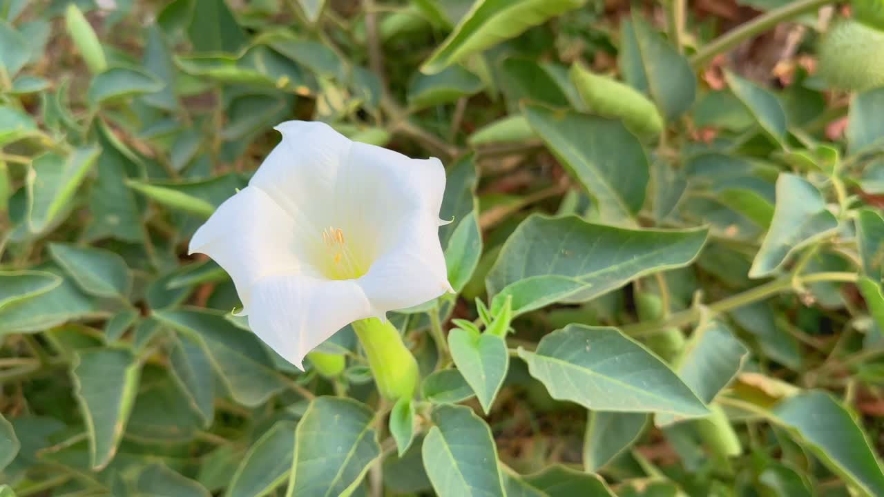 static closeup shot of white dhatura flower also known as thornapple, jimsonweed, or devil's trumpet is a very poisonous plant