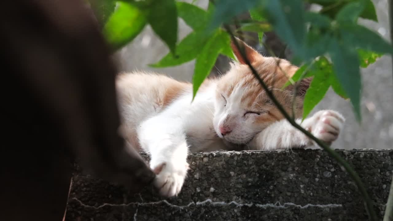 lazy cat sleeping at tree with sunlight in cozy spring vibe