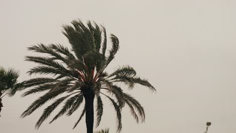 stormy weather along the beaches of spain barcelona, barceloneta view during the rain
