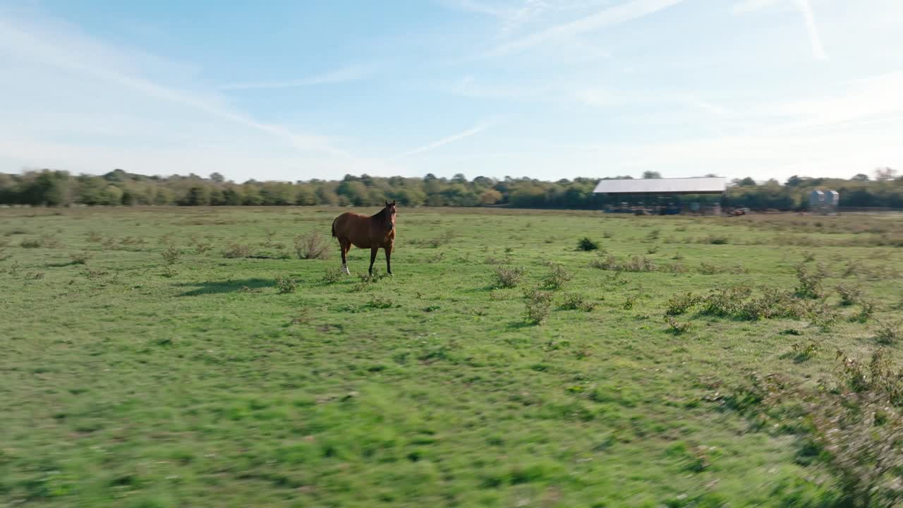 drones en órbita aérea alrededor de caballos marrones que pastan en pastizales verdes en tierras de cultivo al mediodía