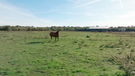 drone aerial orbit around brown horse grazing in green pasture on farm land midday