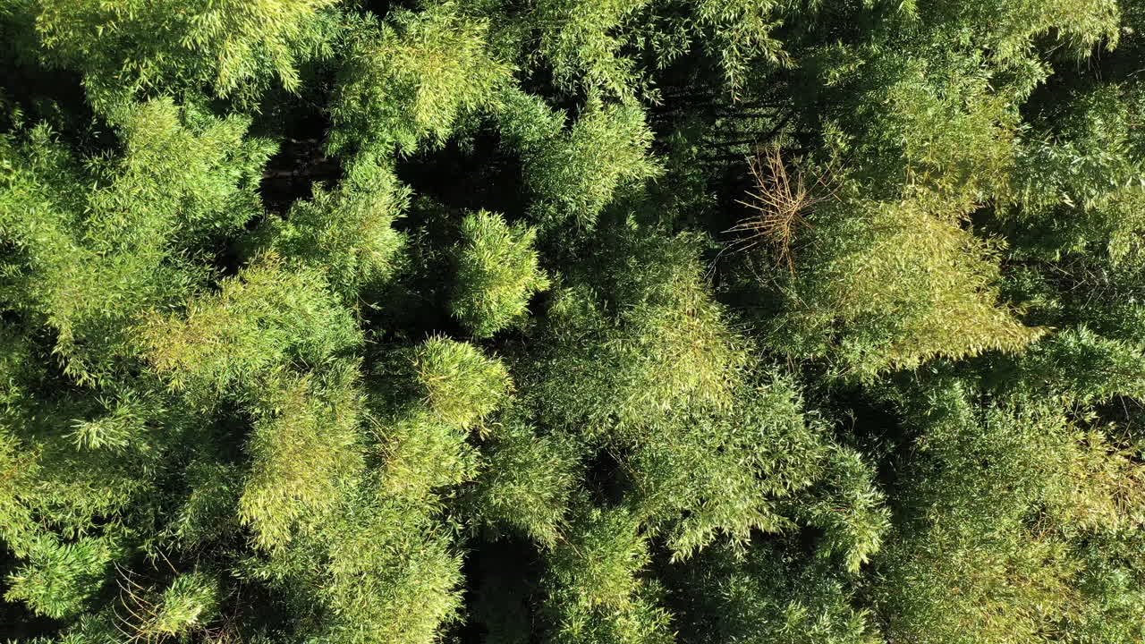 Drone vertical view going up over a windy giant bamboo canopy Bambusoideae.