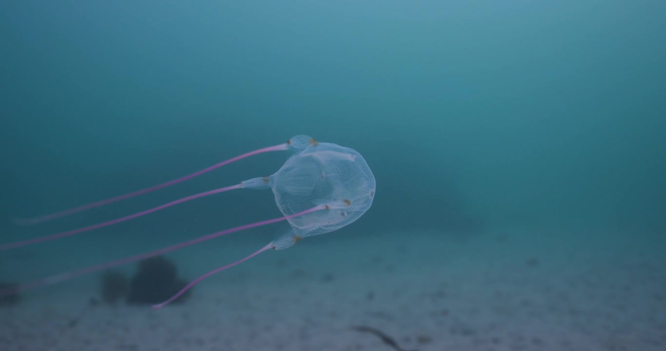 Nærbillede undervandsoptagelse af en gennemsigtig vandmand, der yndefuldt driver gennem det blå ocean.