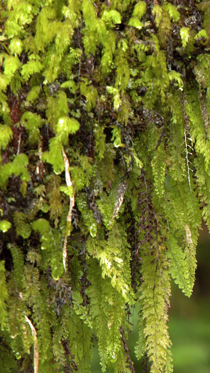 Inquadratura ravvicinata statica di felci e muschio verde vibrante che pendono in un ambiente di giungla tropicale.