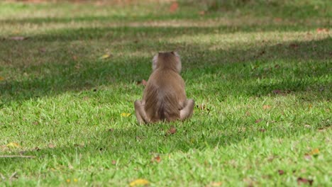 northern pig-tailed macaque, macaca leonina a young individual seen from its back while sitting on the grass in khao yai national park, thailand