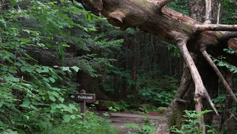 a hiking trail in a lush, green forest