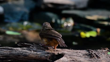 The-Abbot’s-Babbler-is-found-in-the-Himalayas-to-South-Asia-and-the-Southeast-Asia