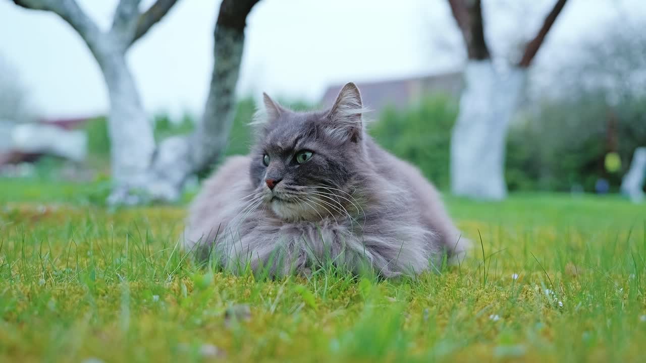 Grey cat watches land slowly from moss grass, calm spring farmstead evening