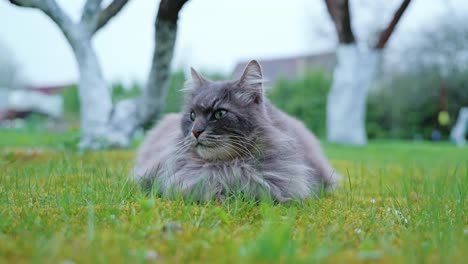 grey cat watches land slowly from moss grass, calm spring farmstead evening