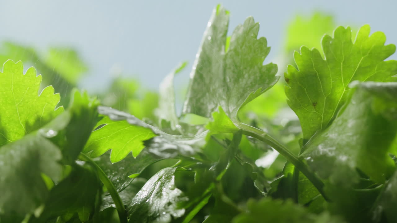 Fresh Coriander Leaves with Water Drops