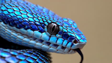 close-up of a vibrant blue snake with its tongue out