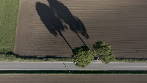 Italian-tree-line-from-above-aerial-looking-down