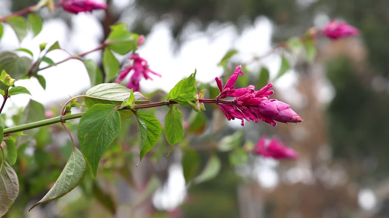 primer plano de una flor rosada floreciendo en una rama