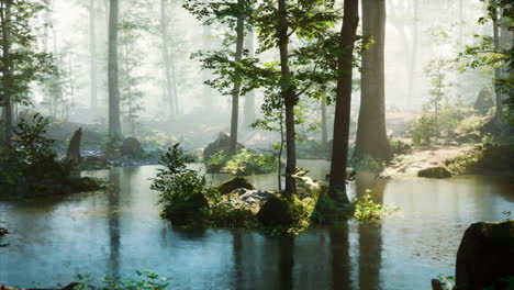 misty forest path