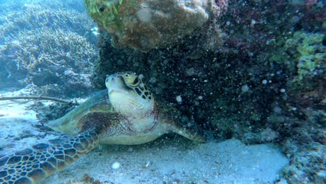 green sea turtle lying under the rocks in the botto of the blue sea