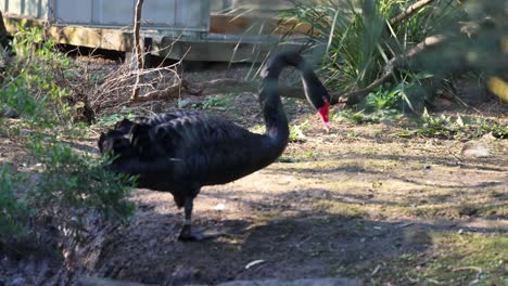 a black swan walking through a zoo enclosure