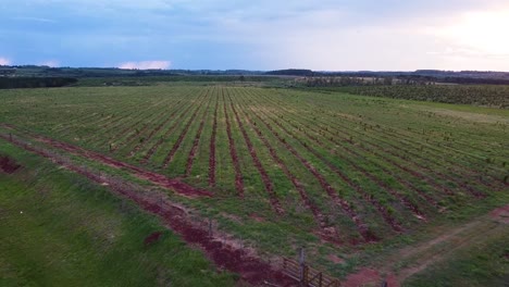 Vasto-Paisaje-De-Plantaciones-De-Yerba-Mate,-Producción-De-Té-Argentino-En-Apóstoles,-Misiones,-Argentina