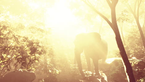 slow motion view of elephant in sun light