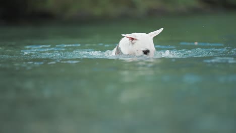 a small white terrier swims and dives as she tries to catch a floating piece of wood