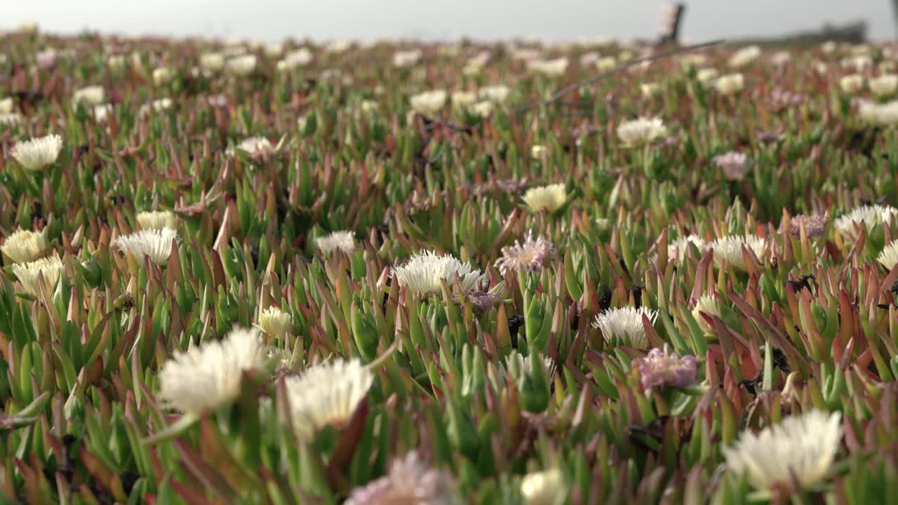 여름에 식물과 꽃밭의 슬라이딩 뷰