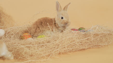 Fluffy-baby-hares-hopping-around-a-bunch-of-straw-with-easter-eggs---Close-up-static-shot