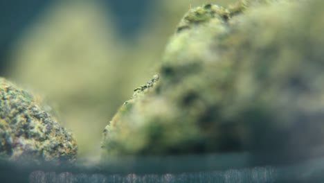 macro video giratorio de una planta de cannabis, cepas híbridas, sativa, bruma púrpura, flor de marihuana, video 4k, iluminación de estudio, borrón mágico, movimiento de inclinación hacia arriba suave